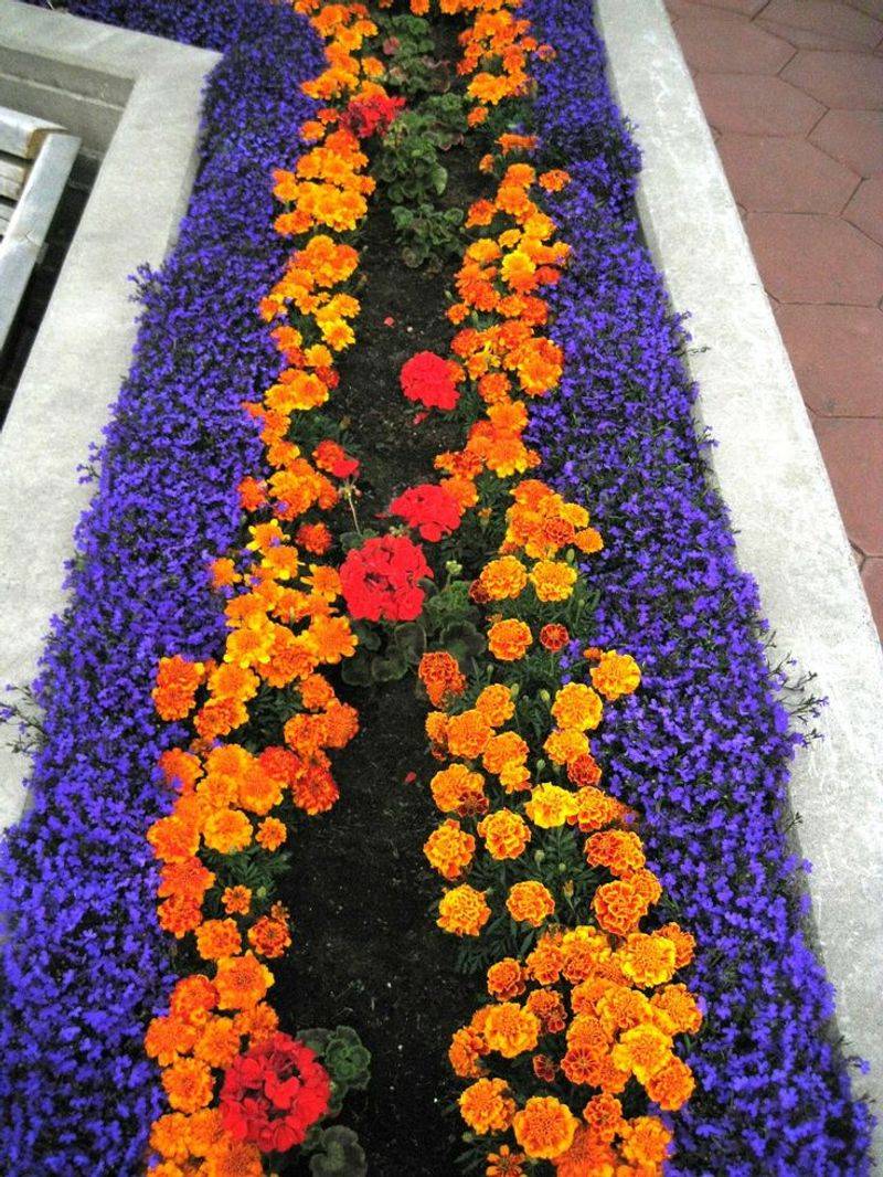Orange Marigolds with Electric Blue Lobelia