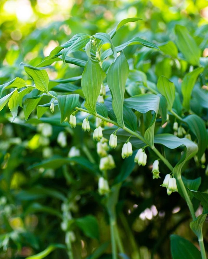 Polygonatum