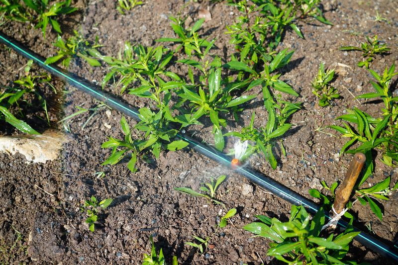 Watering Wisdom