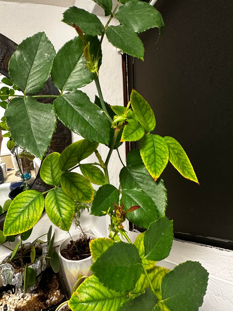 Monitor For Root Development