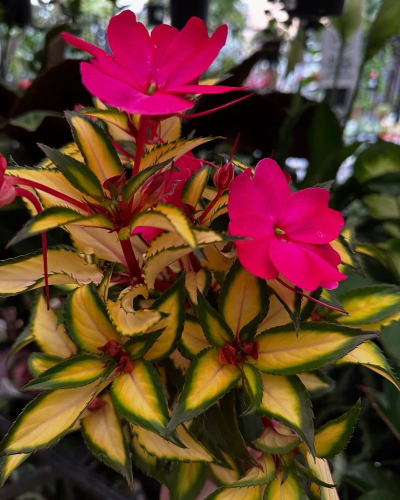 Thirsty Impatiens