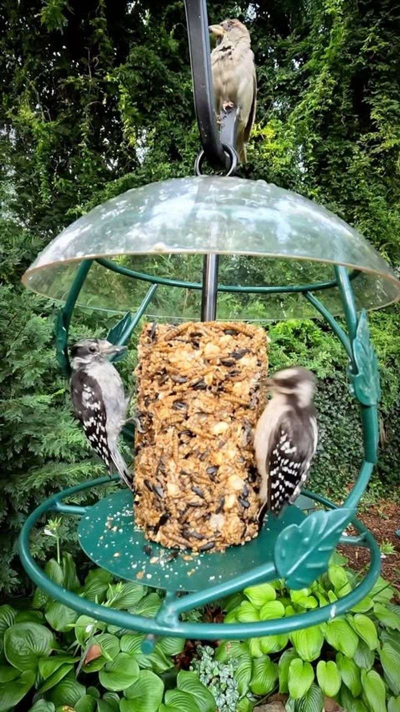 Backyard Bird Feeding Stations