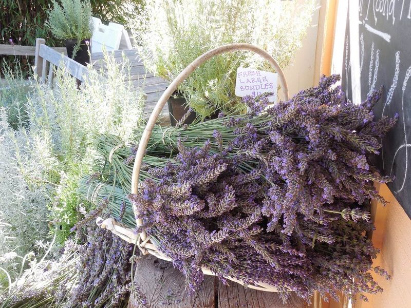 Gift-Ready Garden