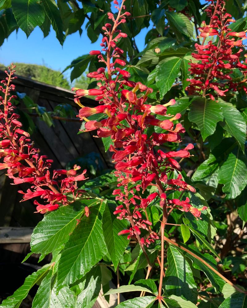 Red Buckeye