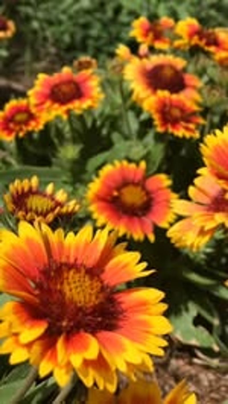 Blanket Flower Spreads Color Everywhere