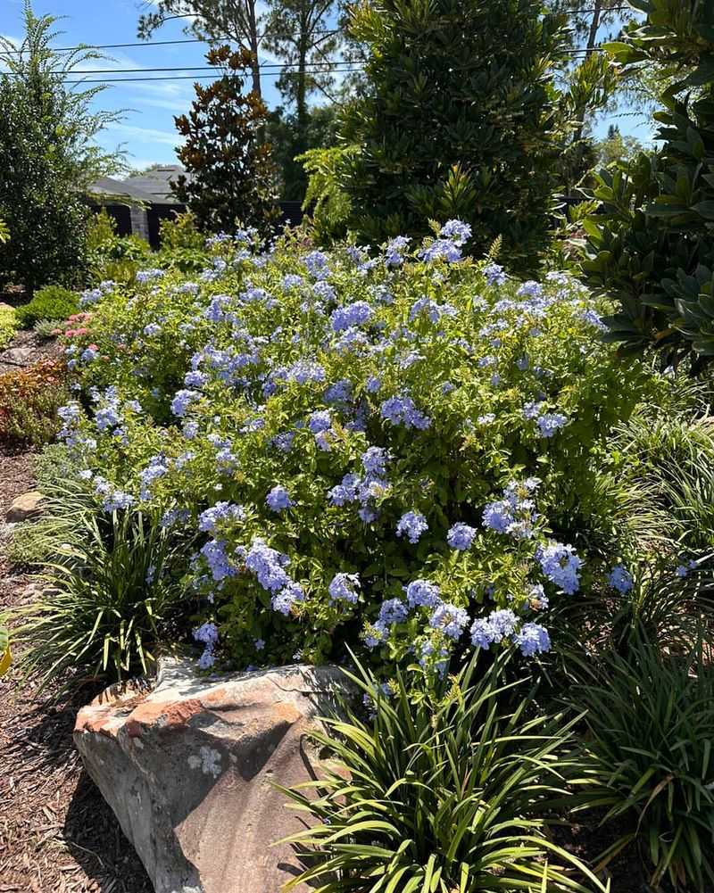 Plumbago