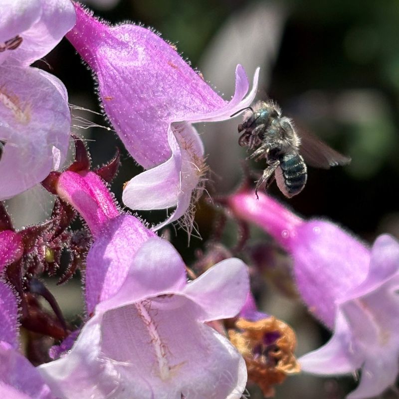Mason Bees