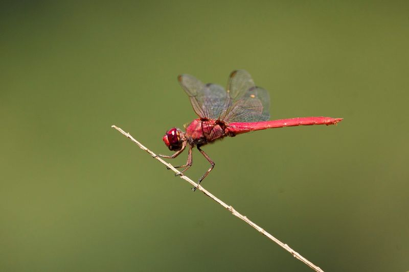 Dragonflies