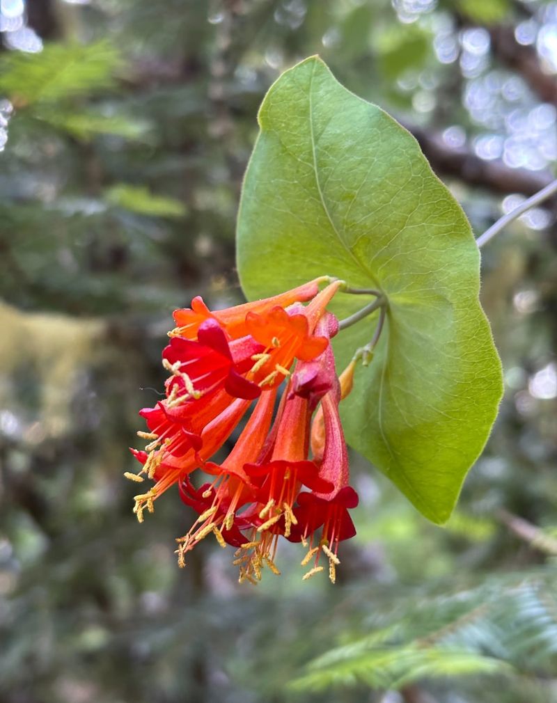 Japanese Honeysuckle