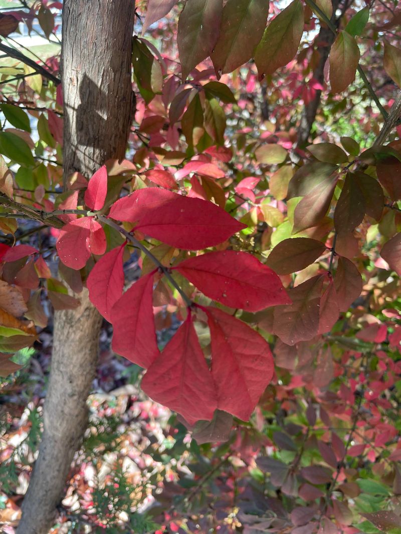 Winged Euonymus (Euonymus fortunei)