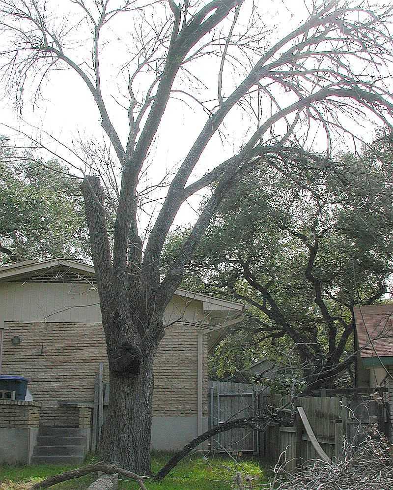 Arizona Ash