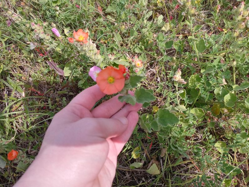 Globemallow