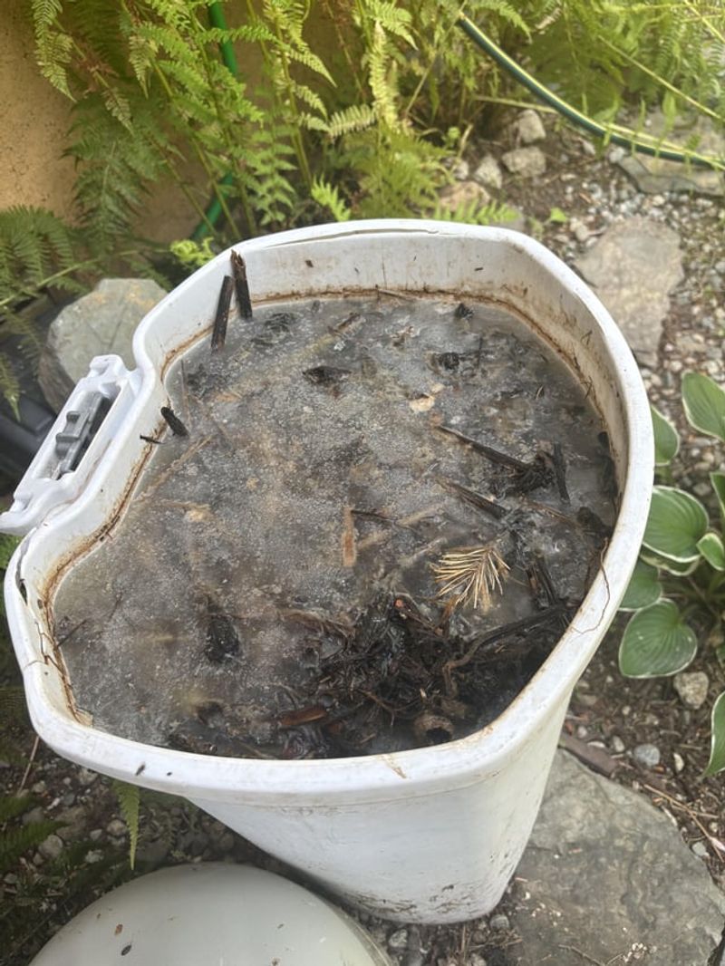 Fresh Comfrey Tea