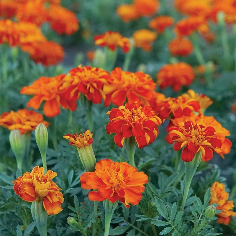 Fragrant Marigold Flowers