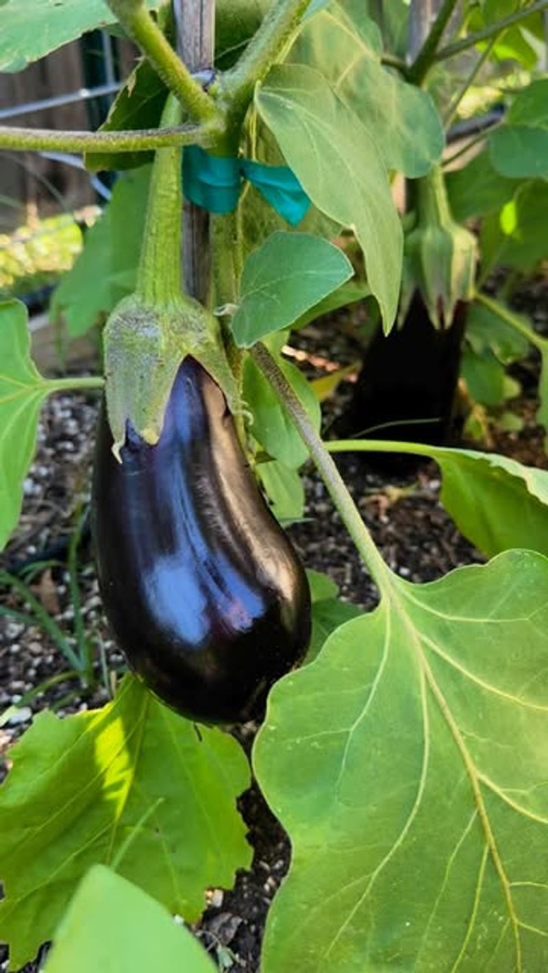 Black Beauty Eggplant