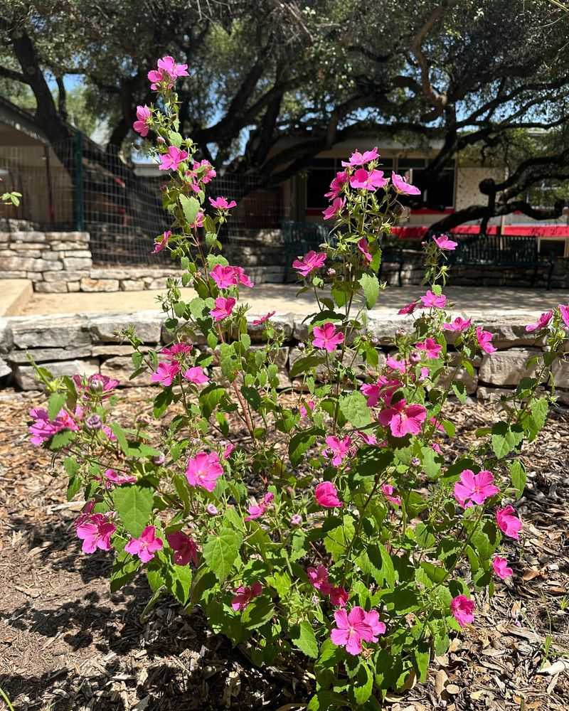 Rock Rose