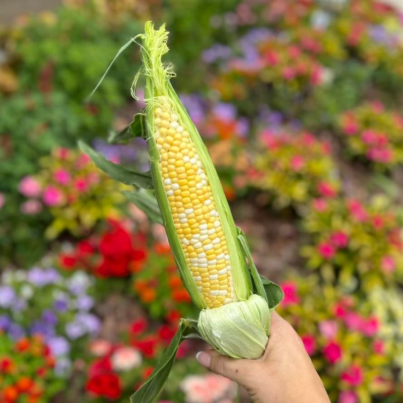 Sweet Corn