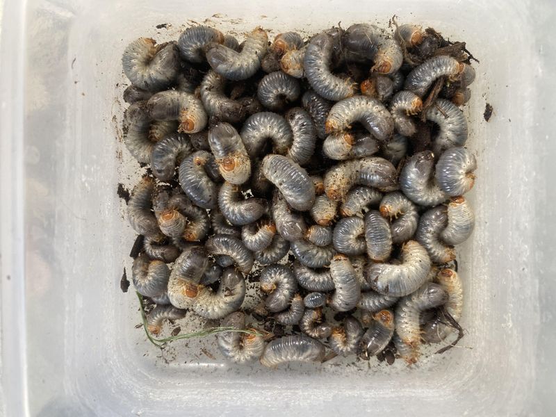 White Grubs: Root Munchers
