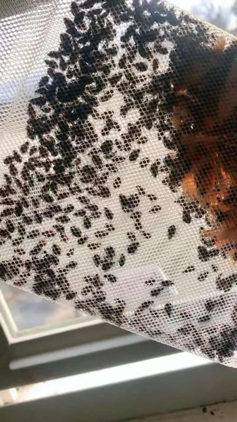 Whiteflies: Cloud-like Swarmers