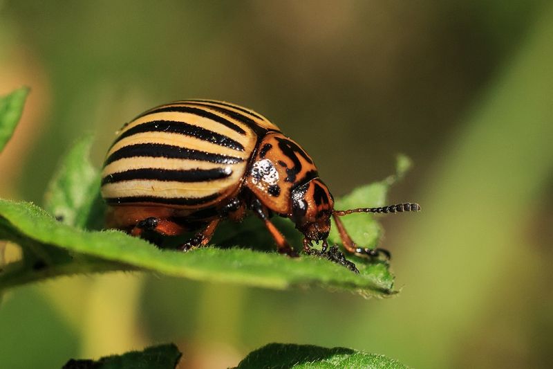 Colorado Potato Beetles