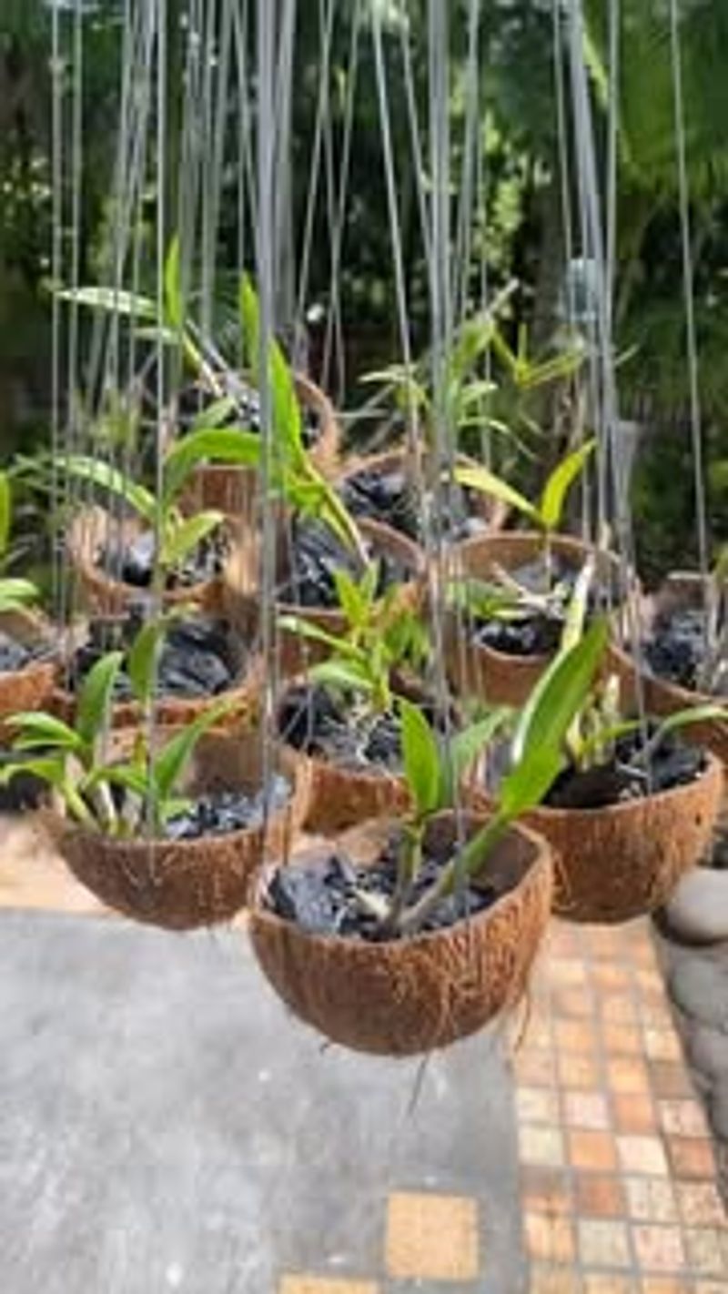 Repurpose Coconut Husks as Planters