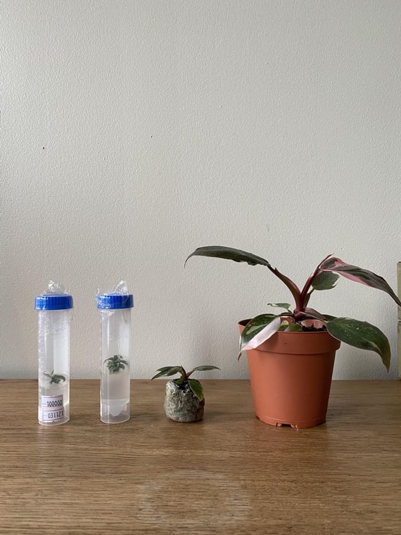 Pollen Collection Containers