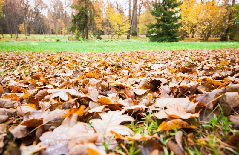 Mulching Fallen Leaves