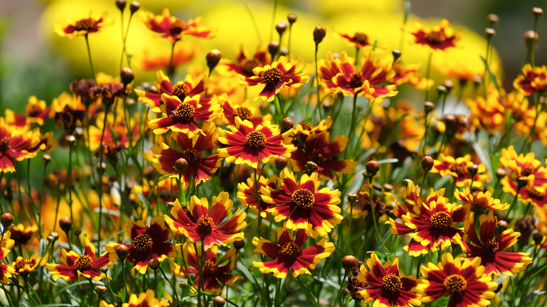 Florida Gardeners Love These Flowers That Reseed Themselves
