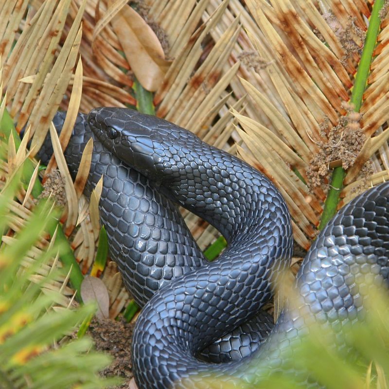 Eastern Indigo Snake