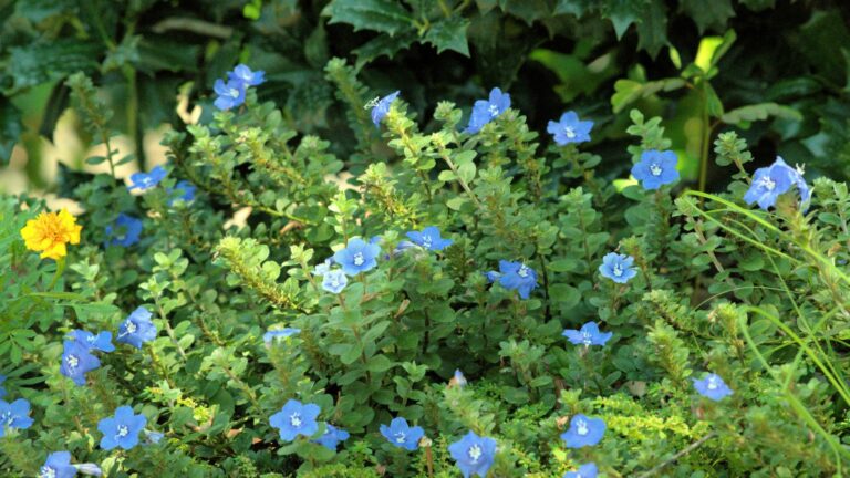 Growing Blue Daze Flowers with foliage