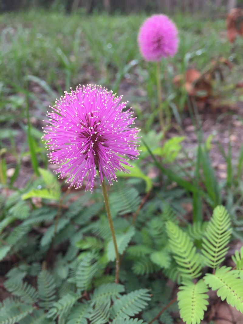 Sunshine Mimosa