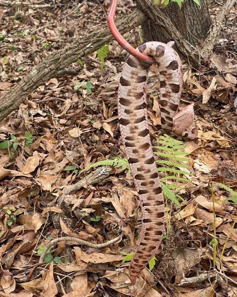 Georgia's Venomous Problem