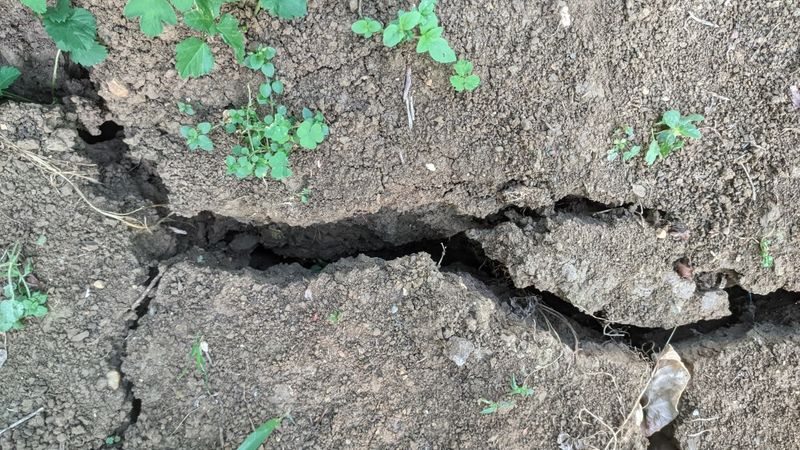 Rapid Soil Drying And Cracking