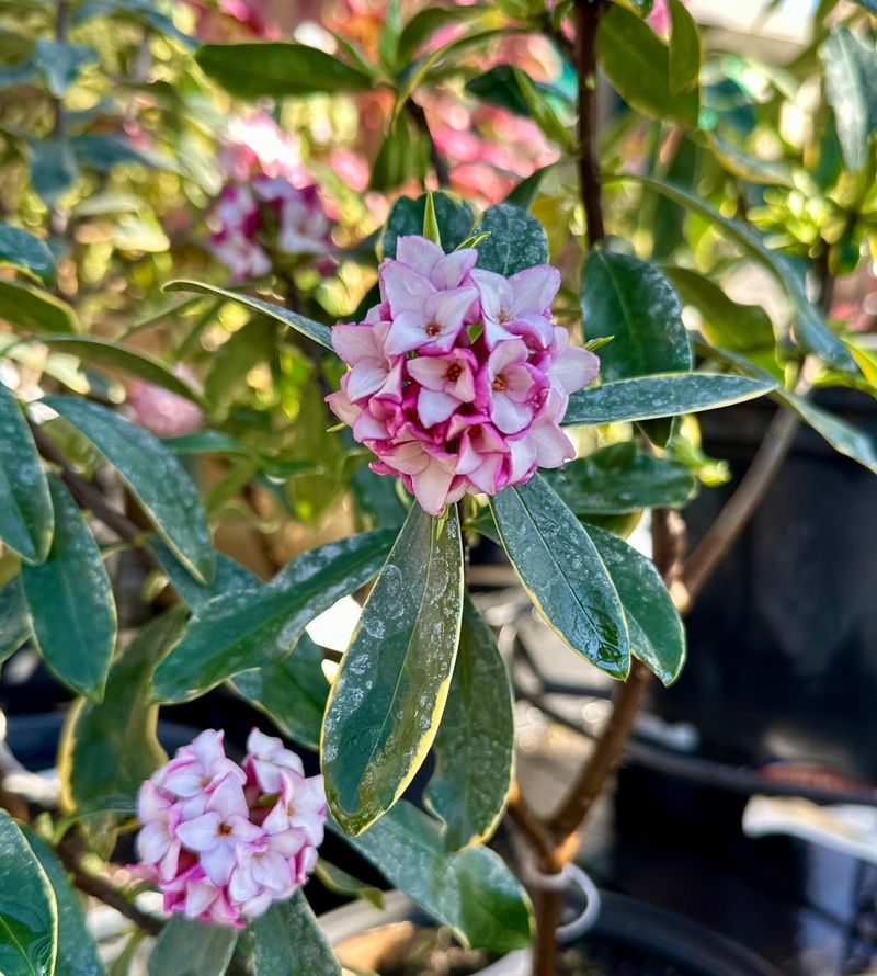Winter Daphne