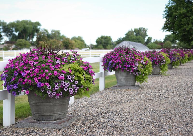 Ornamental Grass Display