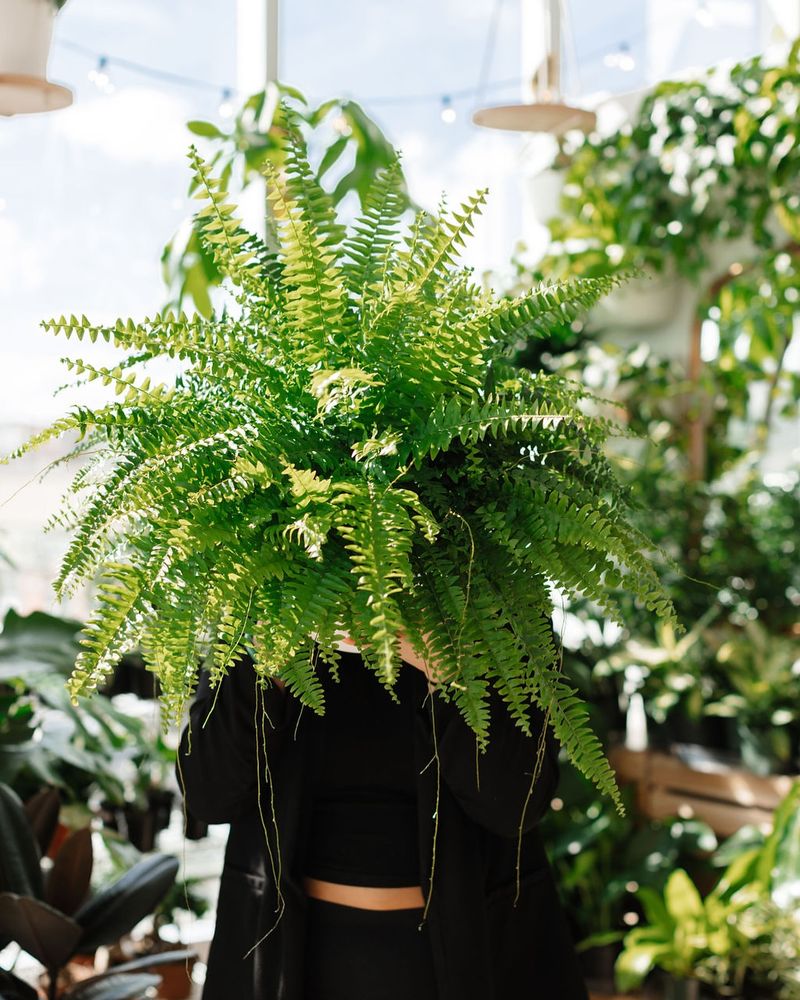 Feathery Ferns