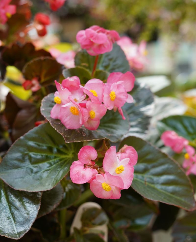 Wax Begonia