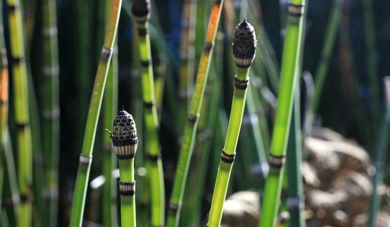 Horsetail Reed