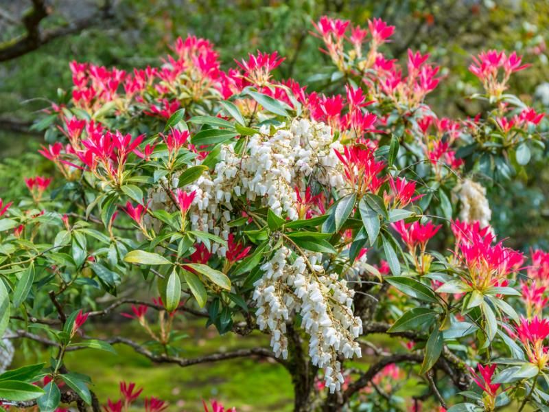 Japanese Pieris