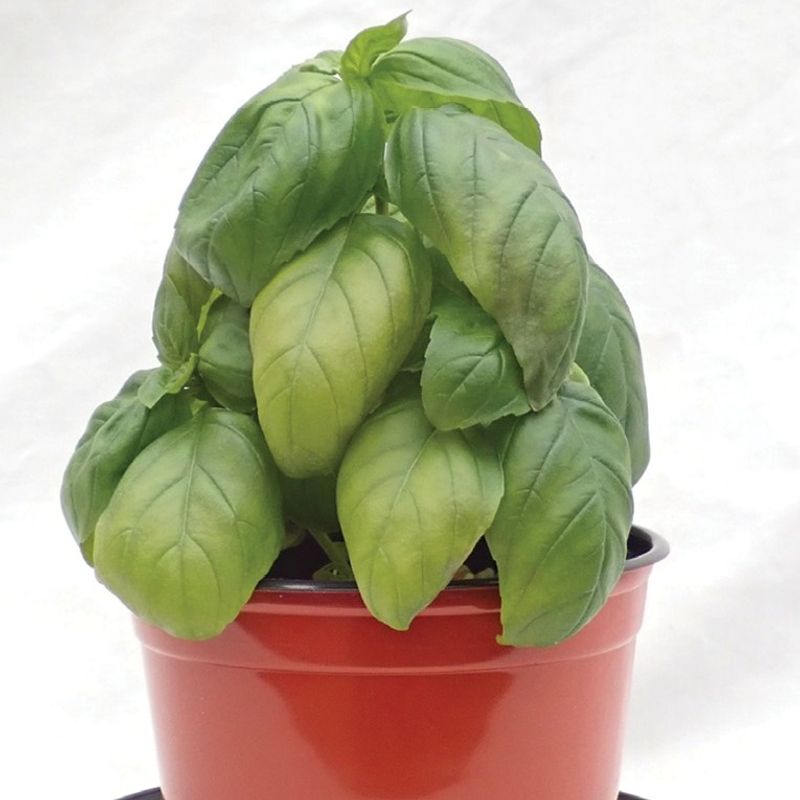 Nutrient Deficiency