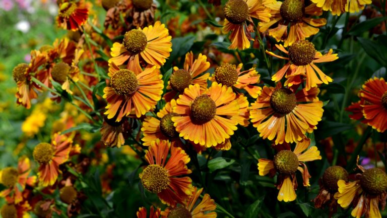 helenium plant in bloom