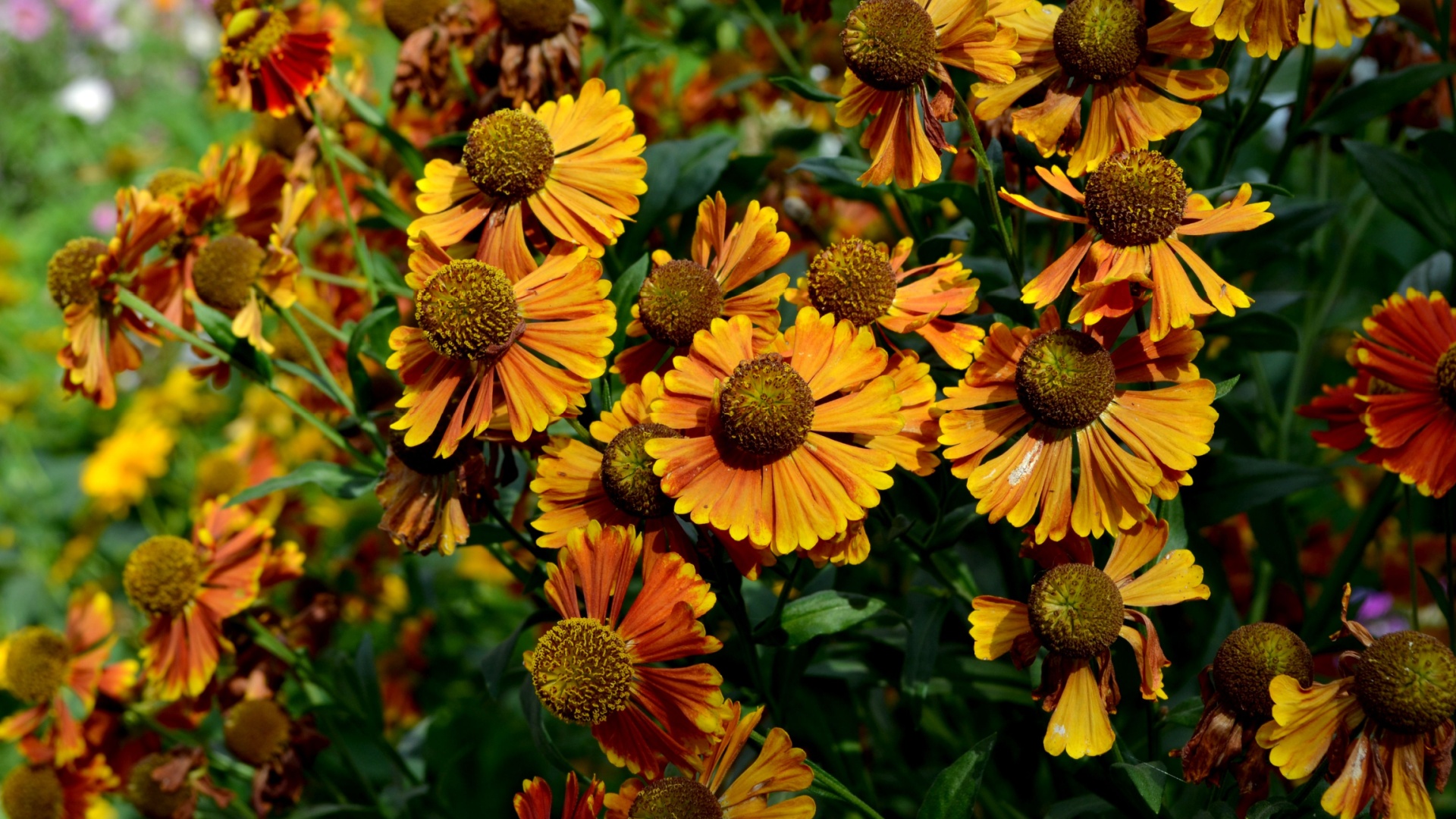 Flowers That Tolerate Heavy Clay Soil