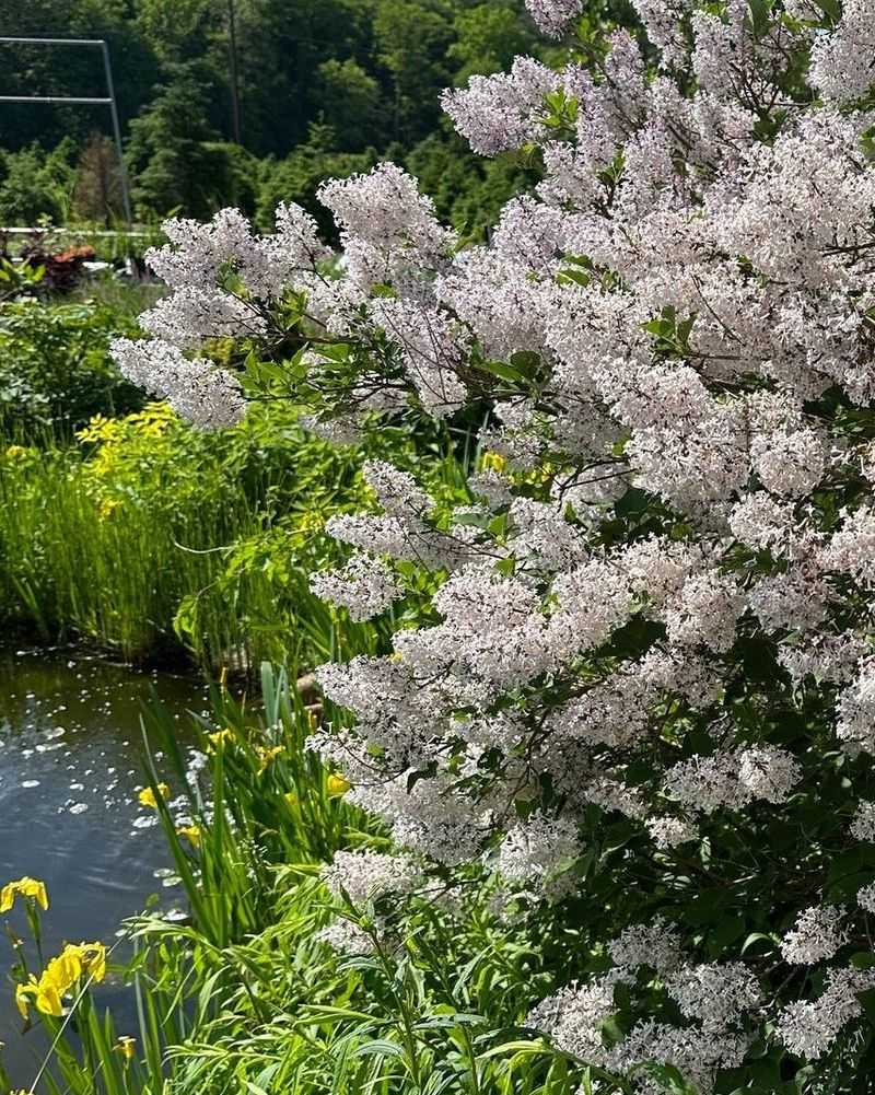 Pruning Spring-Flowering Shrubs