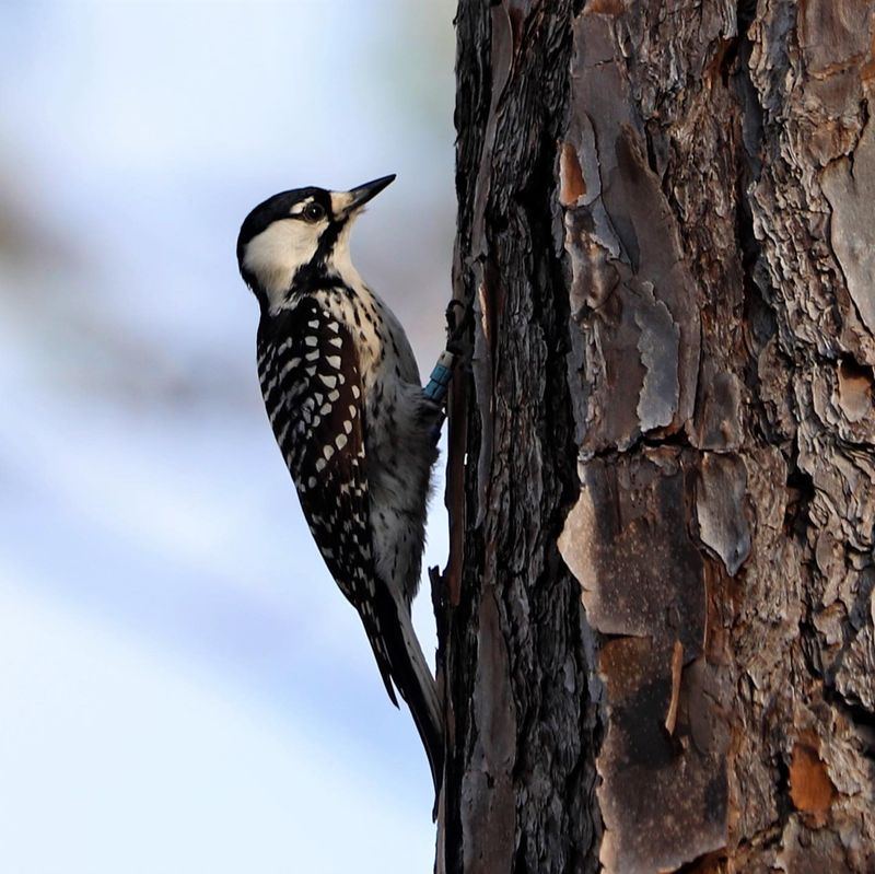 Red-Cockaded Woodpeckers