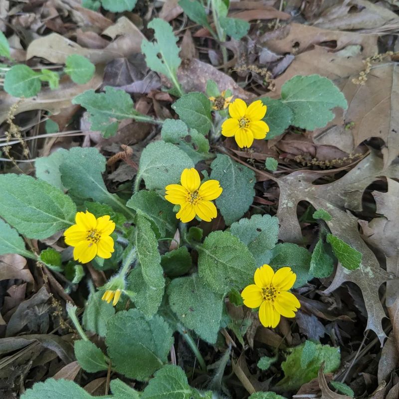 Green And Gold (Chrysogonum virginianum)