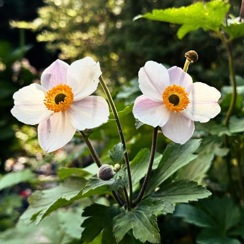Japanese Anemone