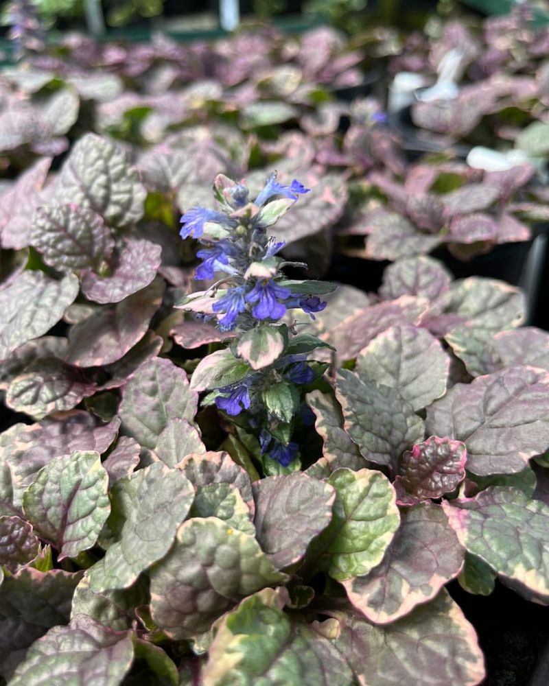 Ajuga