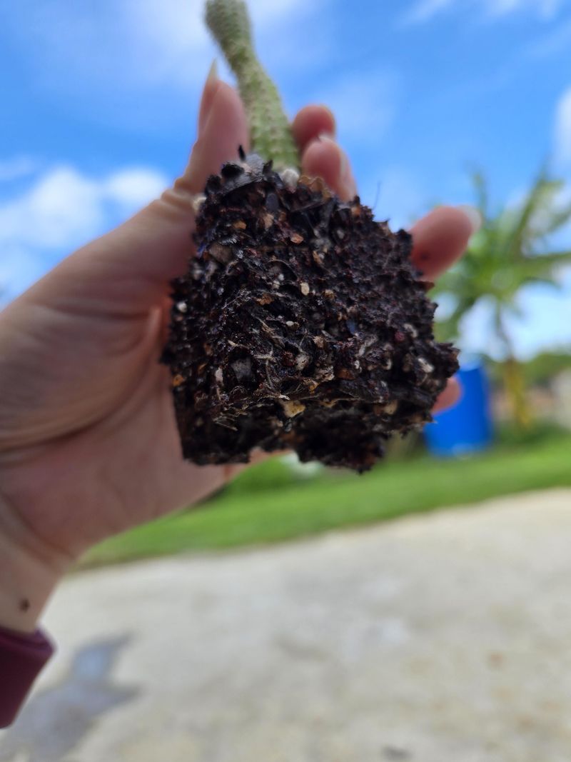Add Beneficial Fungi To Soil