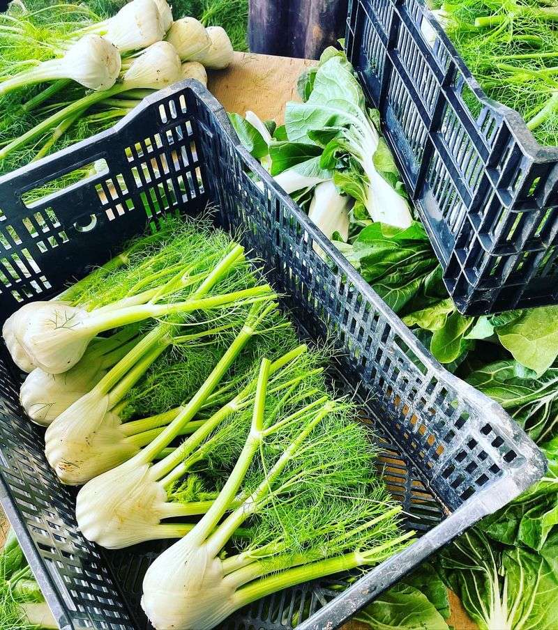 Customize Fertilizer By Vegetable Family