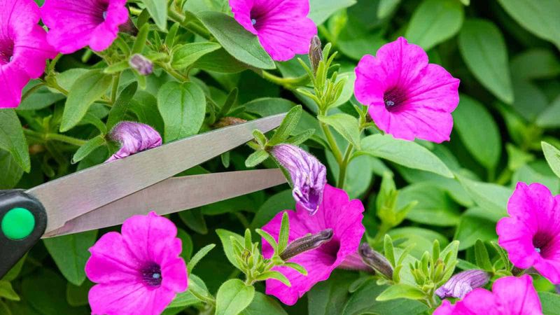 Remove Seed Pods Immediately